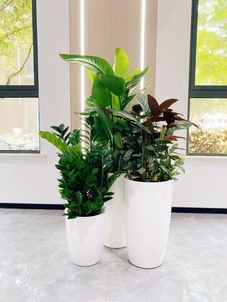 探索宁波奉化绿植租赁设计，开启别样空间之旅！